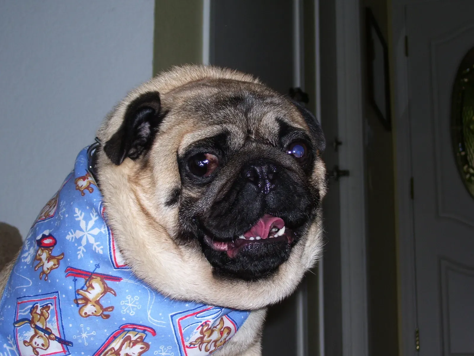 Pug (Image Credits: Wikimedia)
