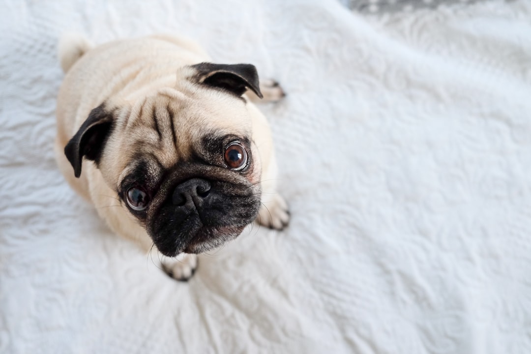 The Pug Stare Has Supernatural Powers (Image Credits: Unsplash)