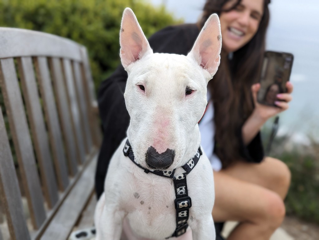 The Avoidance Trap: When Dogs Learn the Wrong Lessons (Image Credits: Flickr)