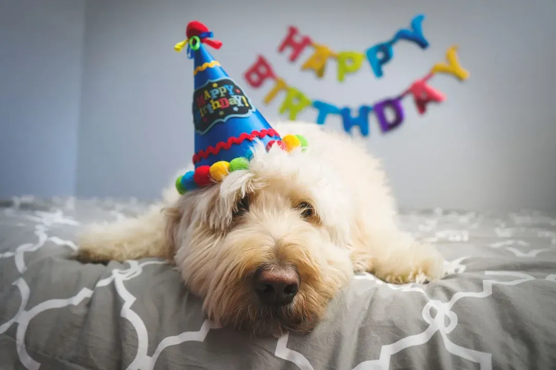 Cancer: Emotional Dog Parent Who Remembers Every Milestone (Image Credits: Unsplash)