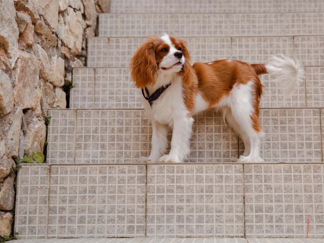 Cavalier King Charles Spaniels: The Perfect Apartment-Sized Sweethearts (Image Credits: Unsplash)