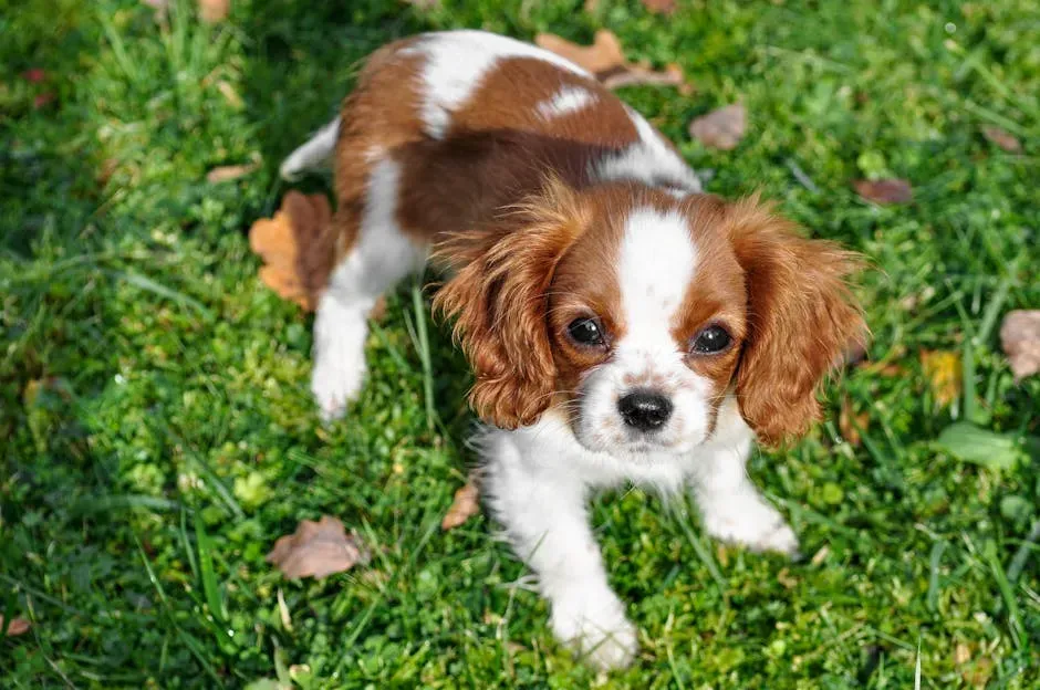 #6: Cavalier King Charles Spaniel (Image Credits: Pexels)
