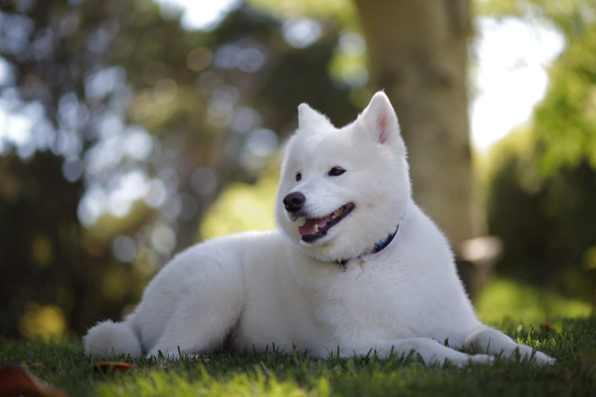 Samoyed (Image Credits: Wikimedia)