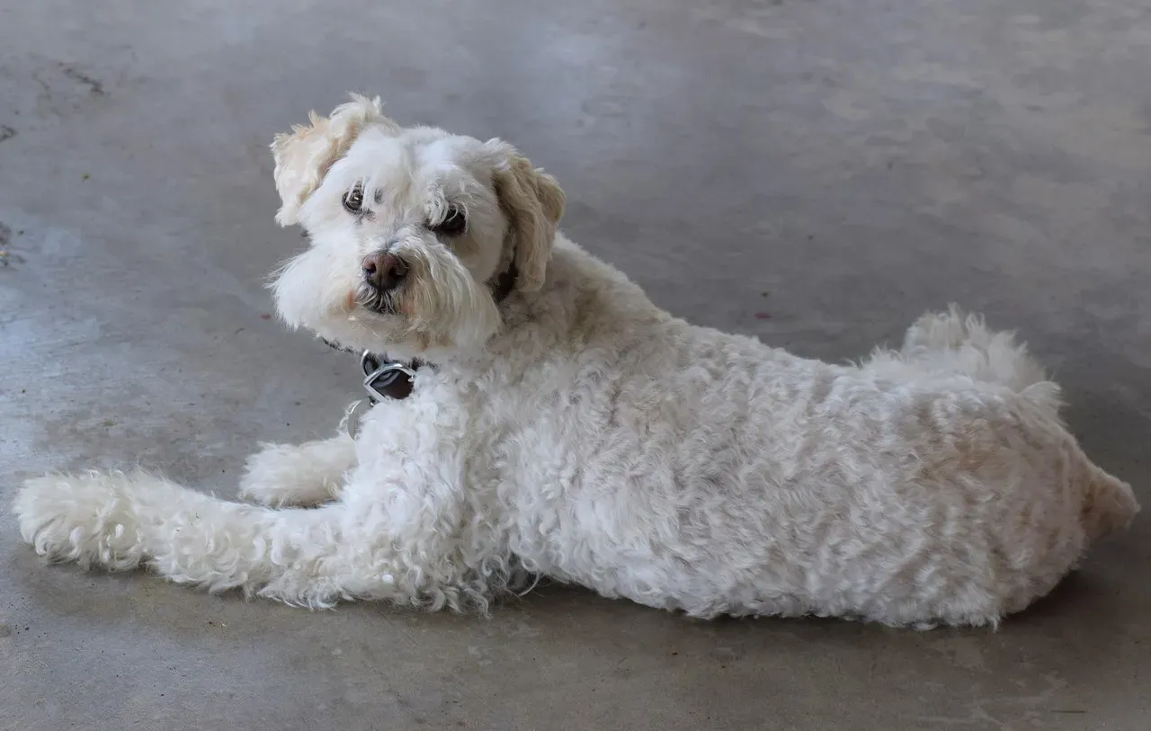 5. Poodle: The Brainy Charmer (Image Credits: Pixabay)