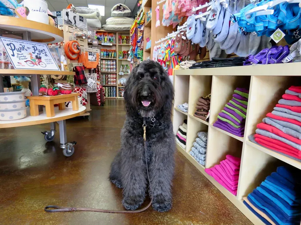 They Follow You Everywhere, Even to the Bathroom (Image Credits: Flickr)