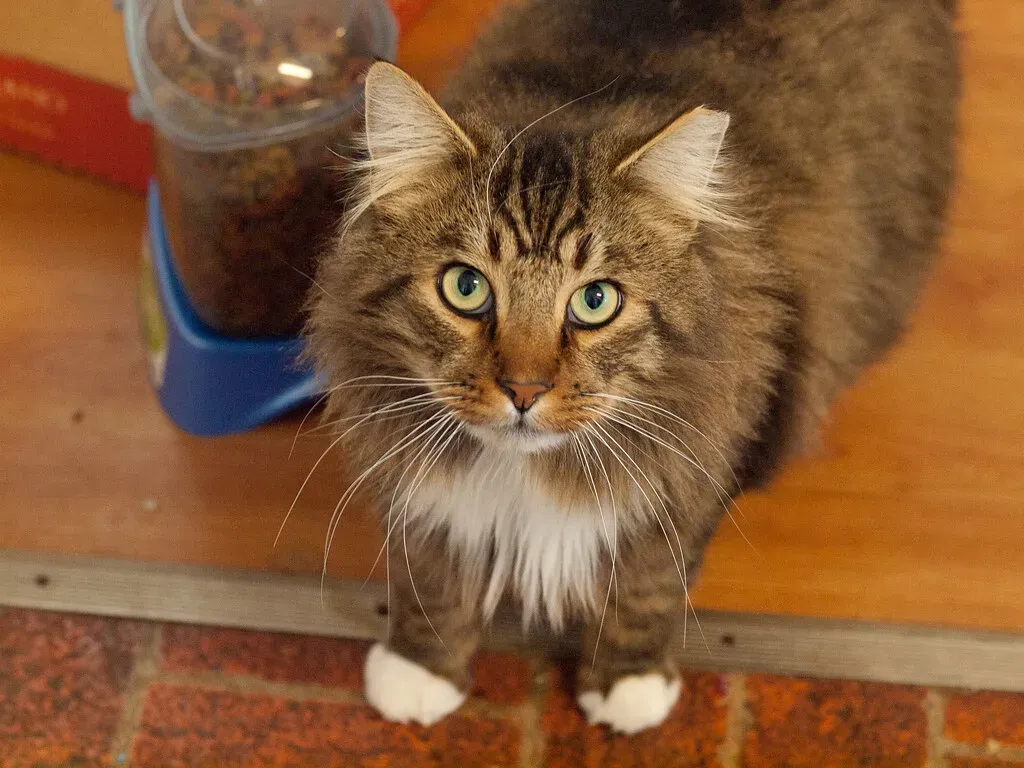 A Dirty Litter Box Is a Deal Breaker for Cats (Image Credits: Flickr)