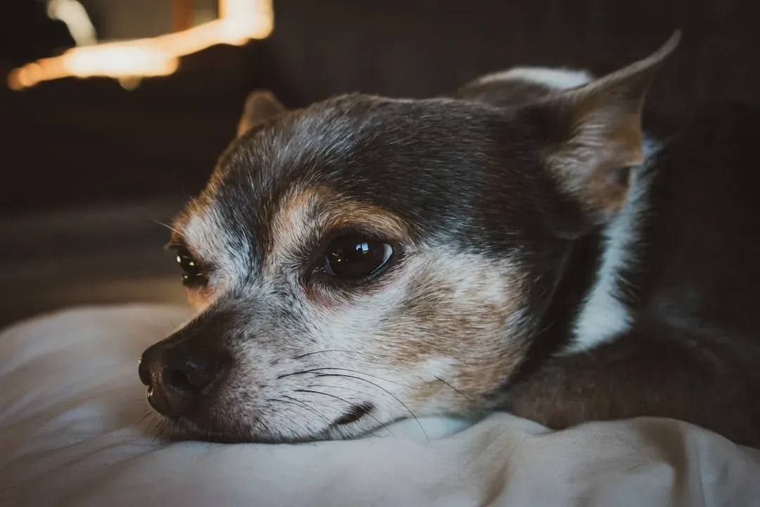 #9 - Chihuahua: Small Frame, Enormous Emotional Need (Image Credits: Unsplash)