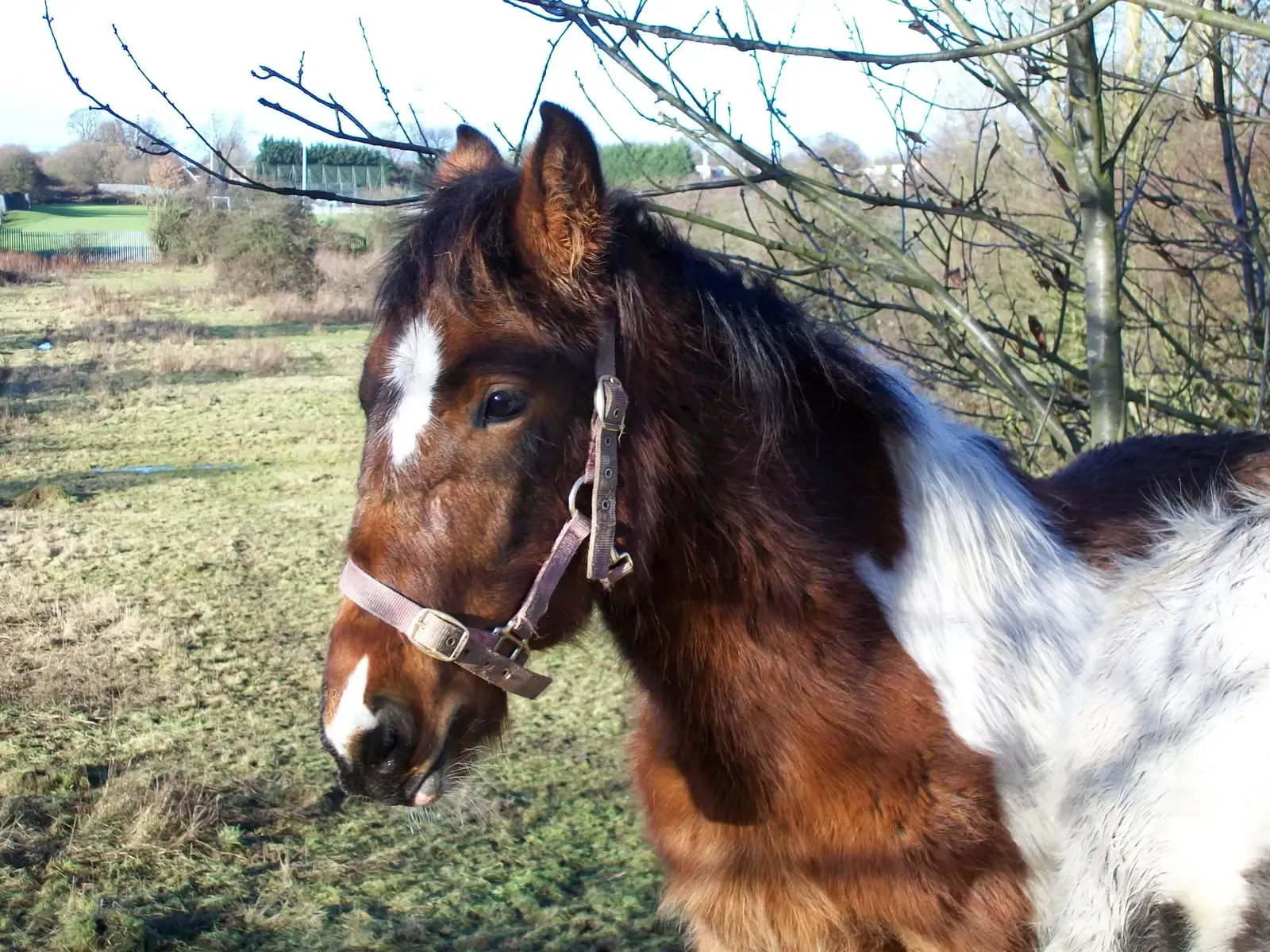 They Lower Their Head When You Approach (HorseUploaded by MaybeMaybeMaybe, CC BY-SA 2.0)