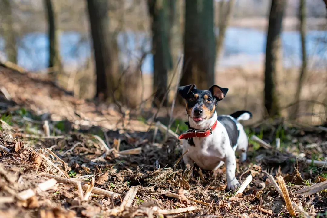 5. Jack Russell Terrier (and Similar Hunting Terriers): Tiny Body, Nuclear Reactor Inside (Image Credits: Unsplash)