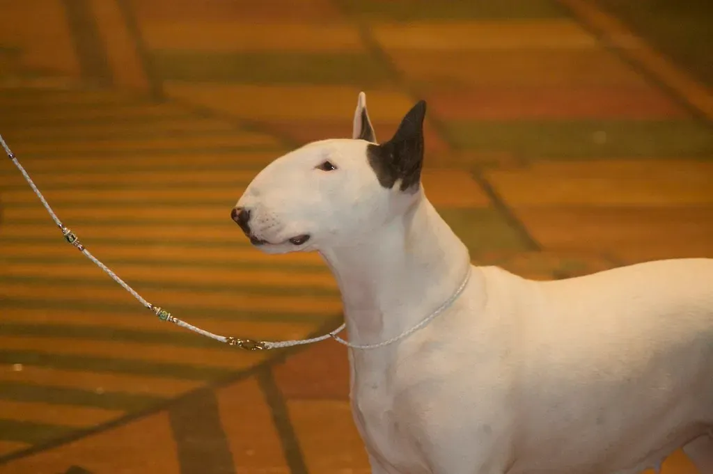 9. Bull Terrier (Just chaos, Flickr, CC BY 2.0)