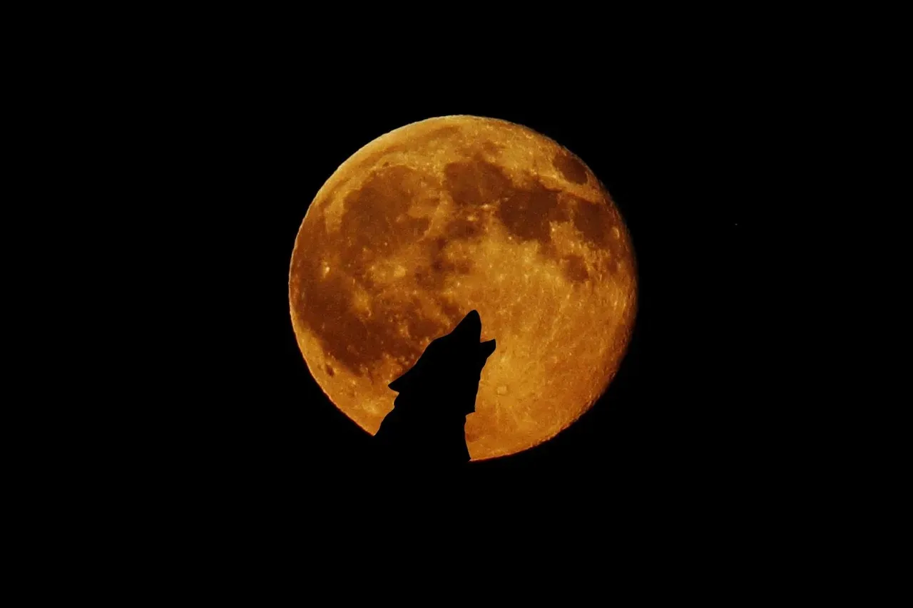 #4. Cancer (June 21 – July 22): The Wolf (Image Credits: Pixabay)