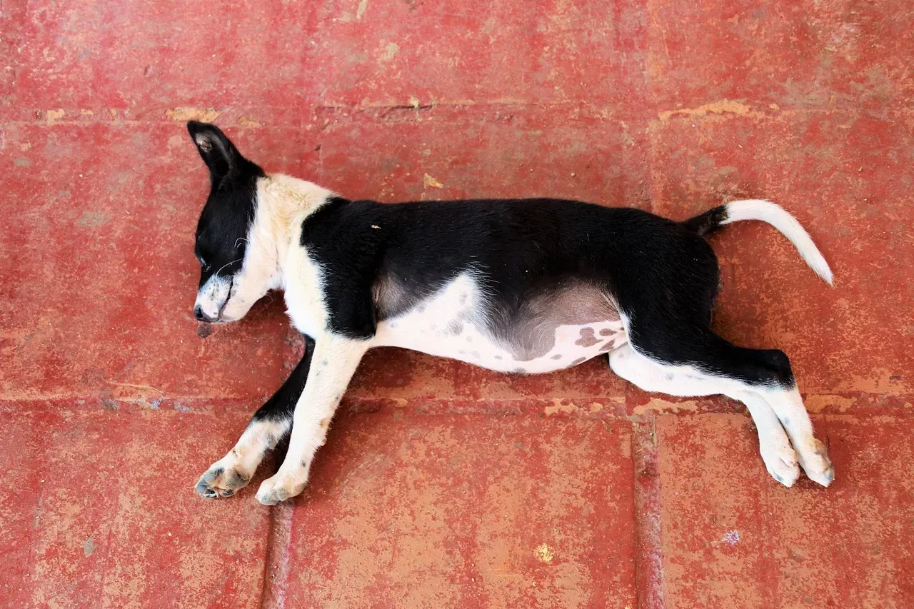 6. Rotating Sleep Spots Like a Strategist, Not a Diva (Image Credits: Pixabay)