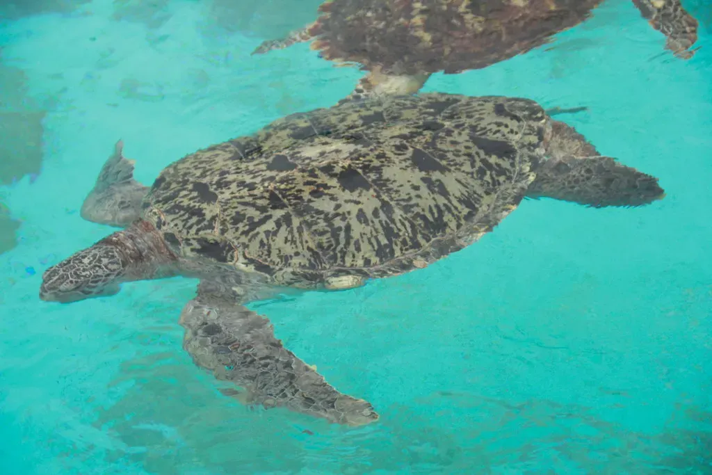 #9. Turtles (Image Credits: Flickr)