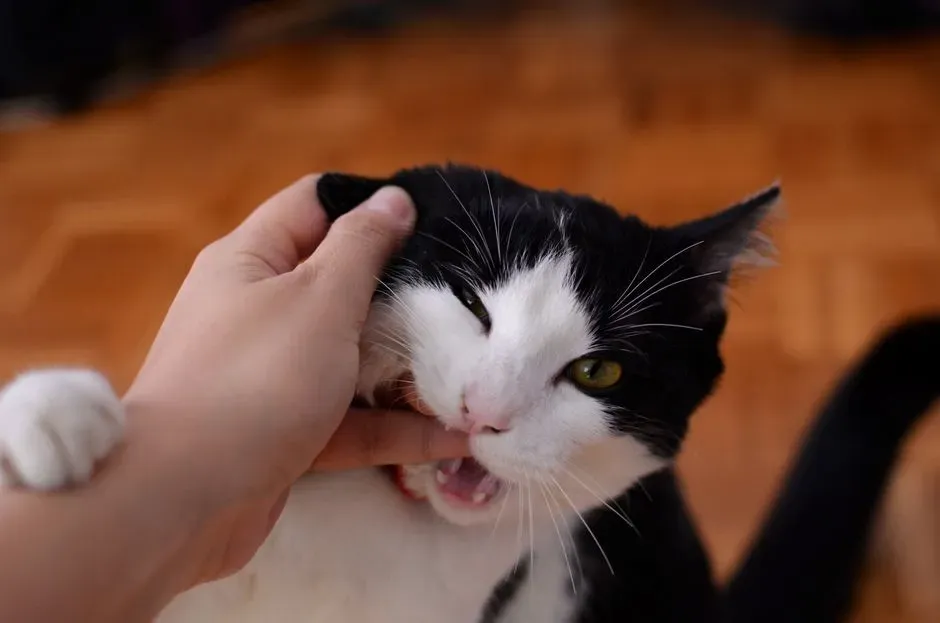 7. Biting During Petting or Cuddling (“Love Bites”) (Image Credits: Pexels)