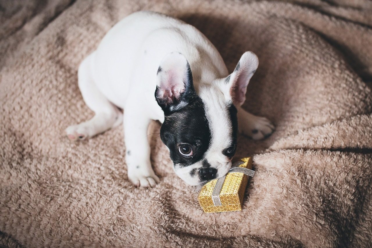 French Bulldogs: The Cozy Apartment Companions (Image Credits: Pixabay)