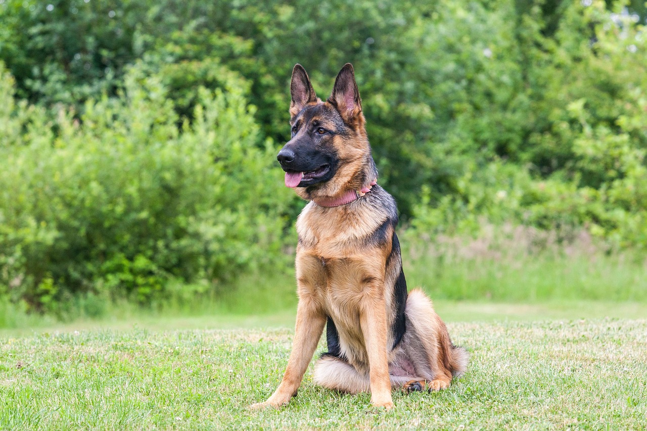 Leo: German Shepherd (Image Credits: Pixabay)