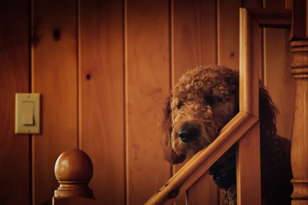 7. Hyper-Focus On Certain Places: Doors, Windows, Stairs, Or One Weird Spot (Image Credits: Unsplash)