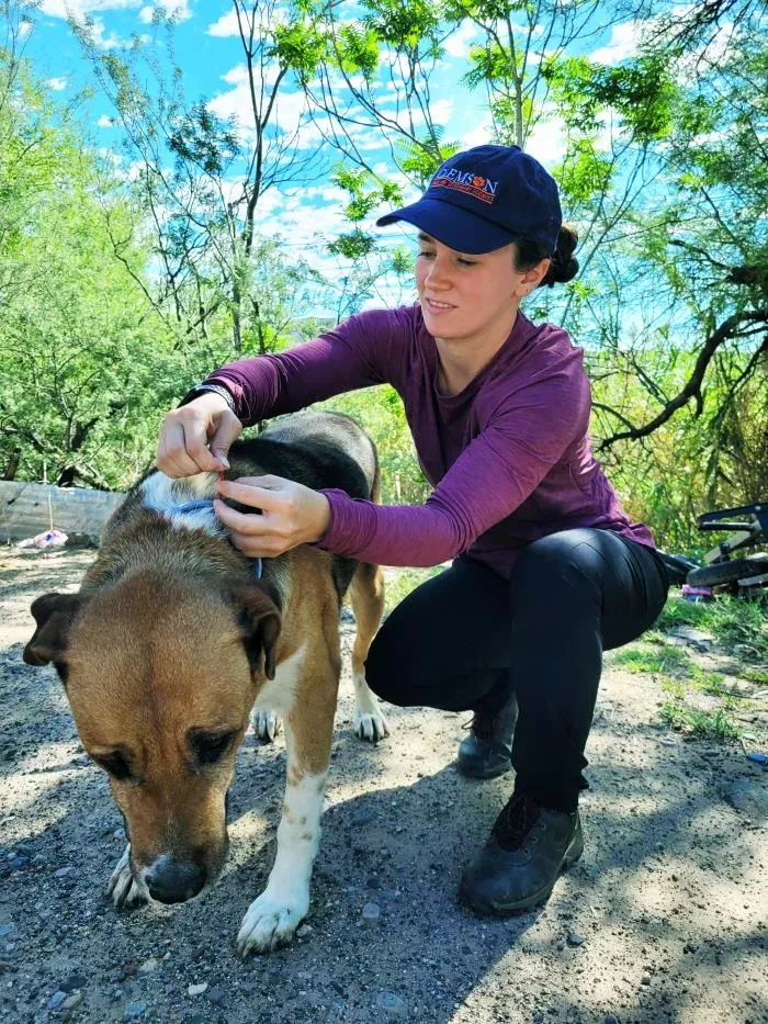 Preventing Future Tick Infestations (Image Credits: Wikimedia)