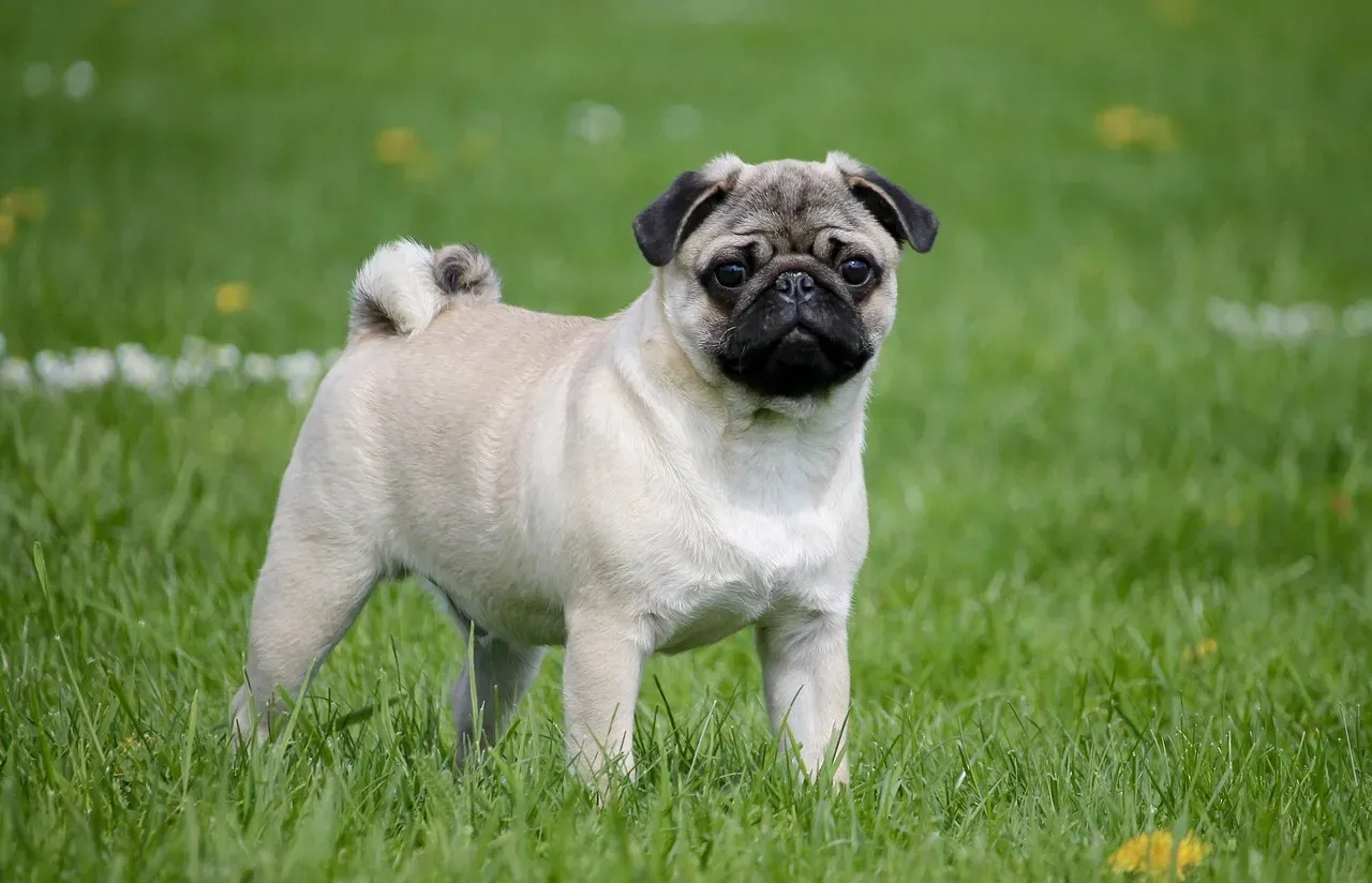 5. Pug: Low-Key, Loving, and Endlessly Entertaining (Image Credits: Pixabay)
