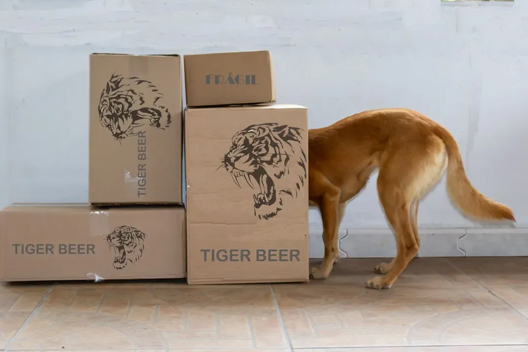The Irresistible Appeal of Cardboard Boxes (Image Credits: Unsplash)