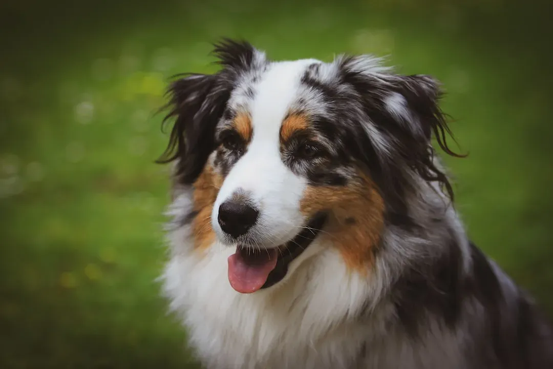 #7. Australian Shepherd (Image Credits: Unsplash)