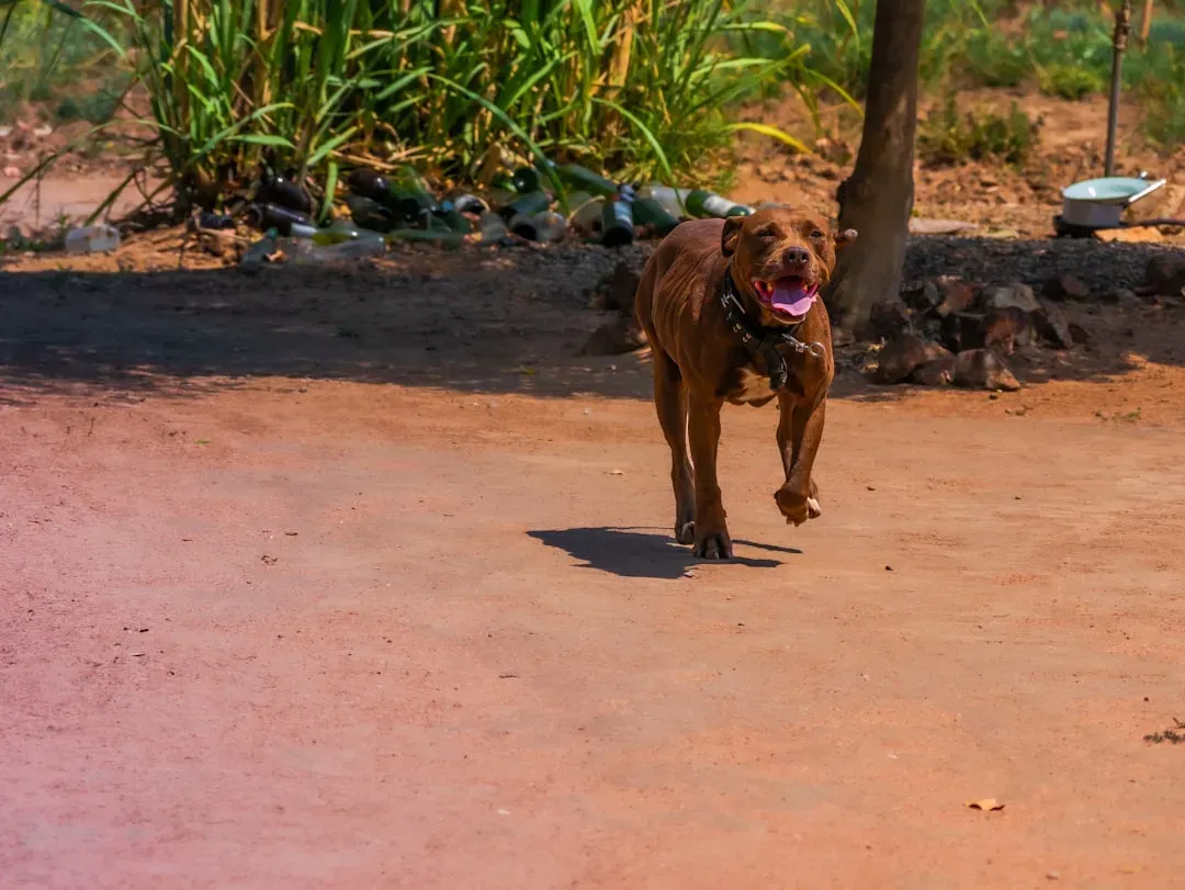Conclusion: Your Dog's Greatest Compliment (Image Credits: Unsplash)