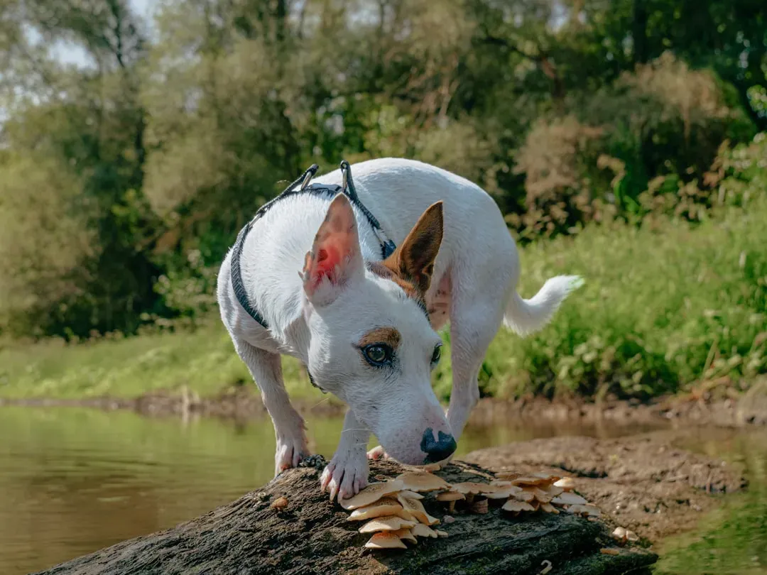 Mushrooms: Wild Hazards (Image Credits: Unsplash)