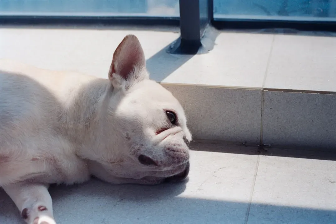 They Simply Cannot Handle the Heat (Image Credits: Unsplash)