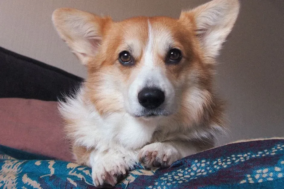 Pembroke Welsh Corgi (Image Credits: Pexels)