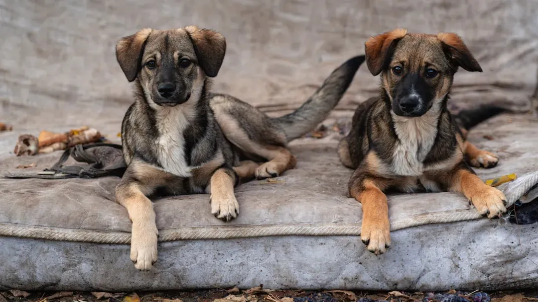 Understanding Why a Mother Dog Abandons Her Puppies (Image Credits: Unsplash)