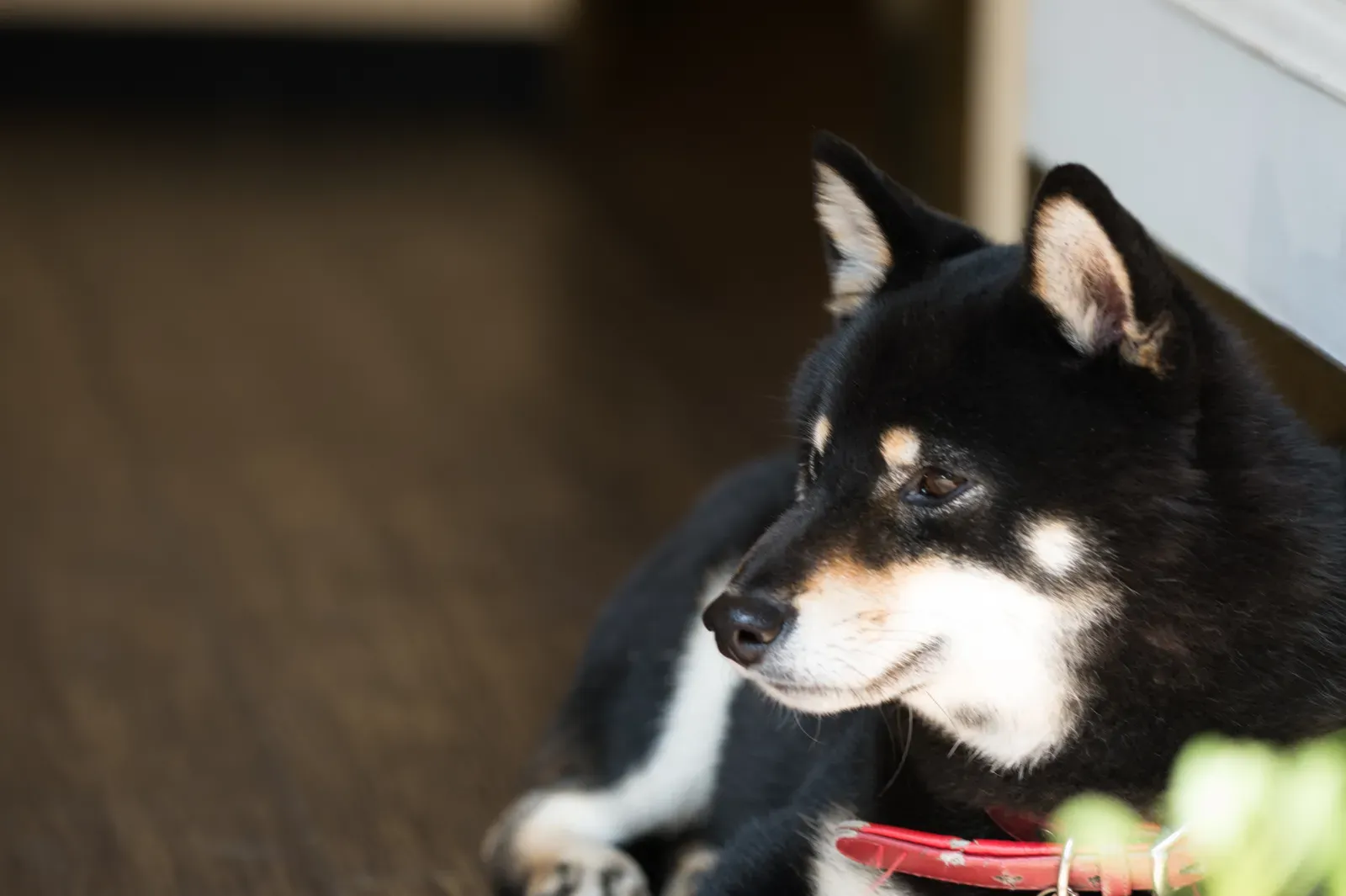 Capricorn: The Steady Leader For Powerful Breeds (A dog waiting for his/her owner, CC BY-SA 2.0)