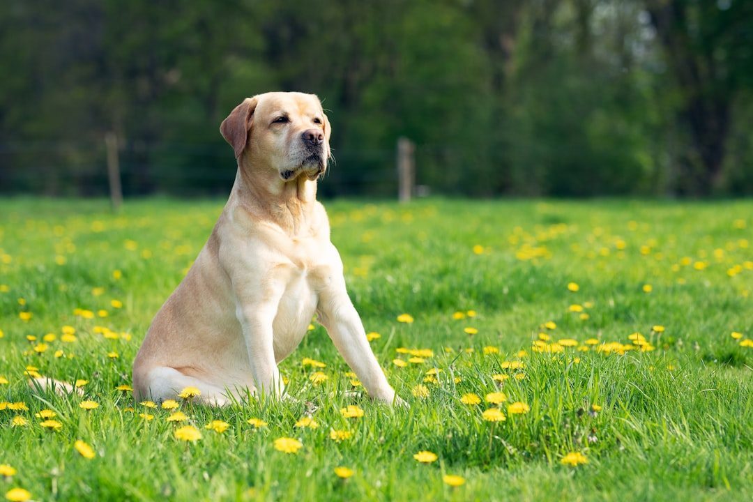 16. Labrador Retriever: America's Energetic Favorite (Image Credits: Unsplash)