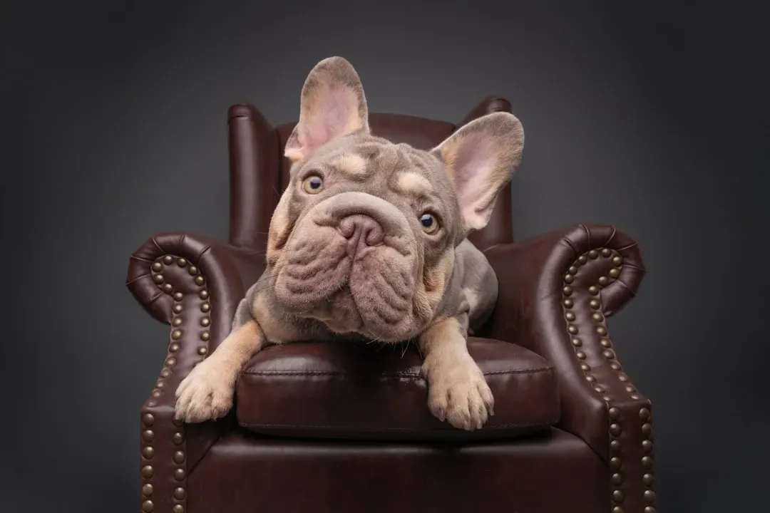 12. French Bulldog - The Apartment-Sized Couch King (Image Credits: Unsplash)