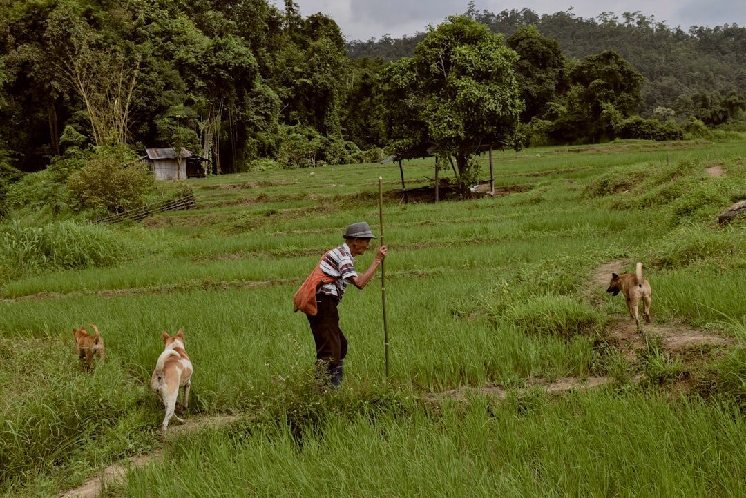 Truth #2: Senior Dogs Can Remain Surprisingly Active (Image Credits: Unsplash)