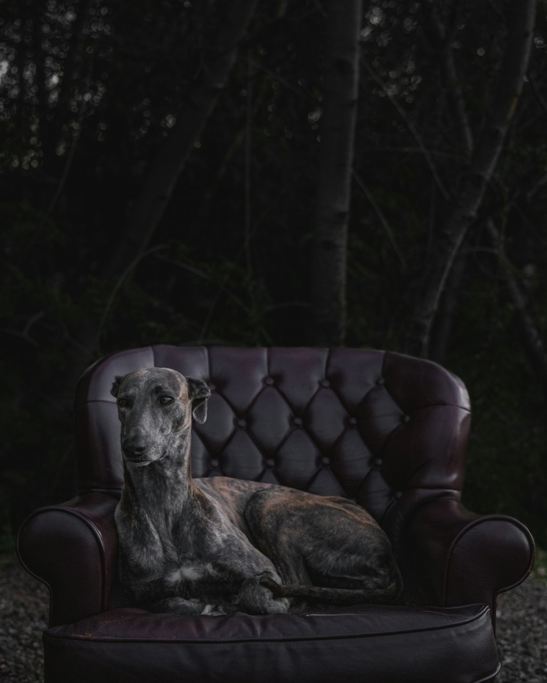 Taurus: Greyhound - Luxury Loungers or Stubborn Standoff (Image Credits: Unsplash)