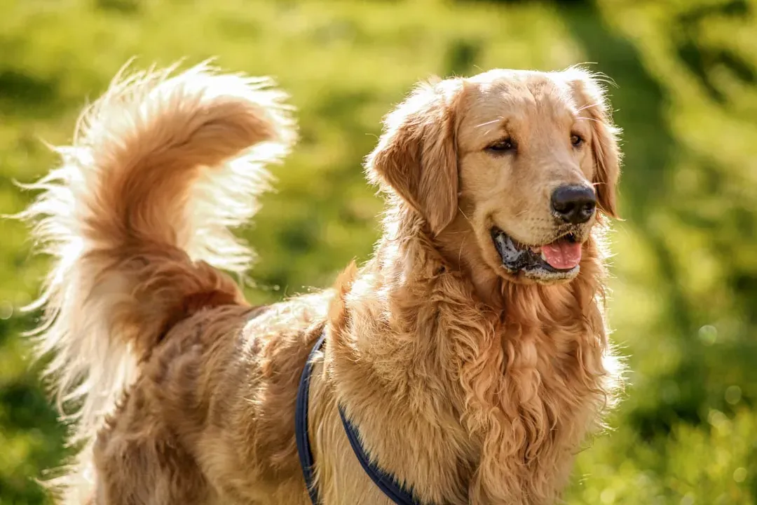 #1: Leo - The Crown Jewel of Golden Retriever Compatibility (Image Credits: Unsplash)