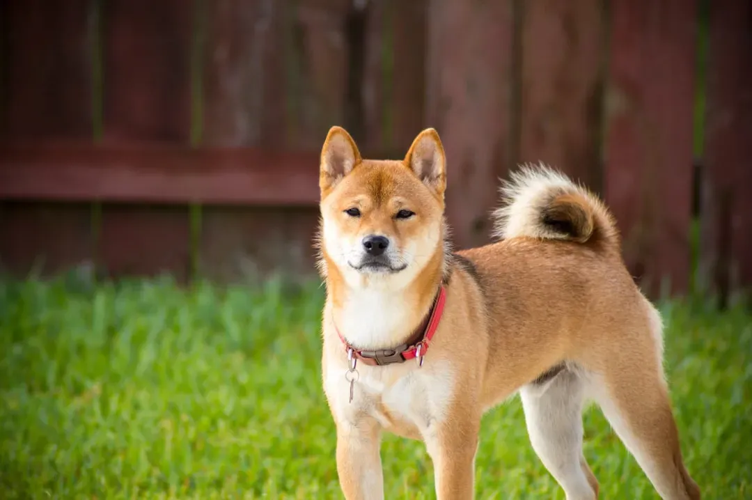 5. Shiba Inu: Independent but Easily Overwhelmed (Image Credits: Unsplash)