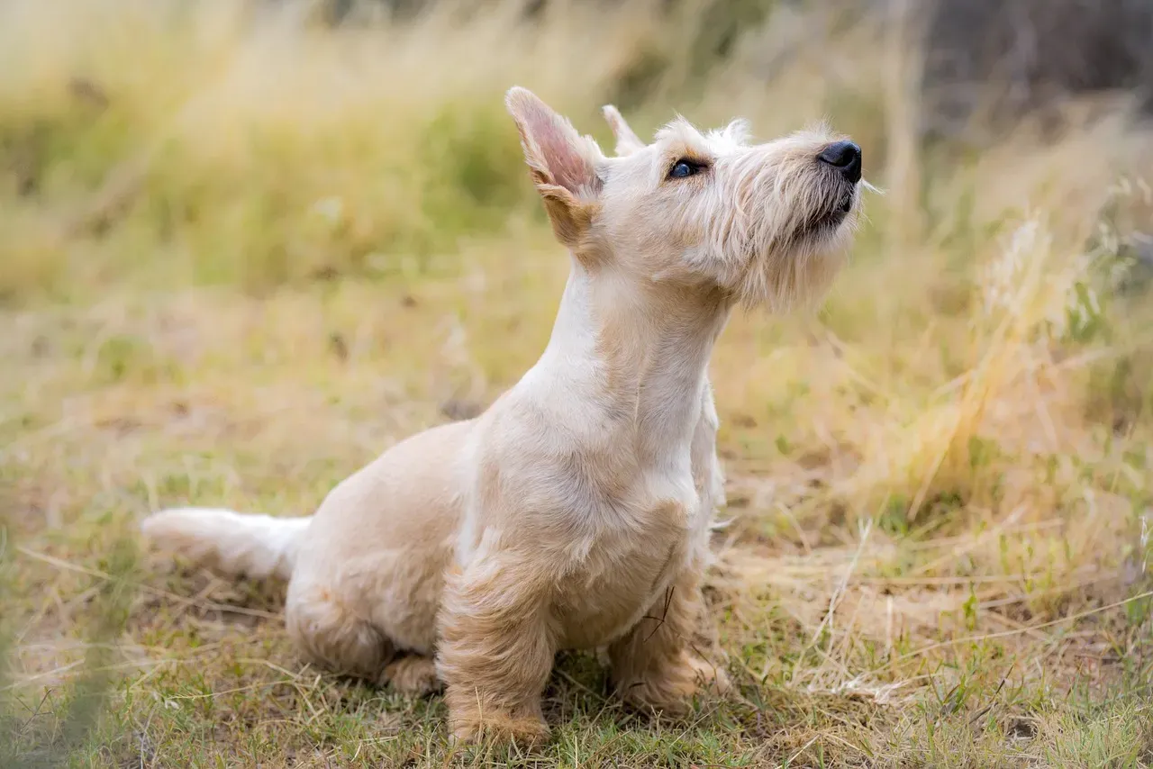 9. The Scottish Terrier: Powerful Bark Behind Those Bushy Eyebrows (Image Credits: Pixabay)
