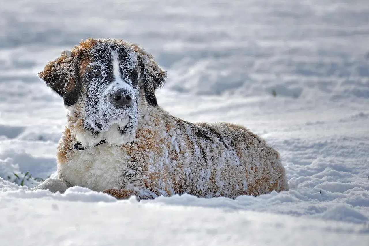Conclusion: Know Your Dog, Respect the Cold (Image Credits: Pixabay)