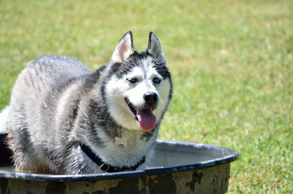 Austin, Texas: Keep Your Dog Weird (Image Credits: Flickr)
