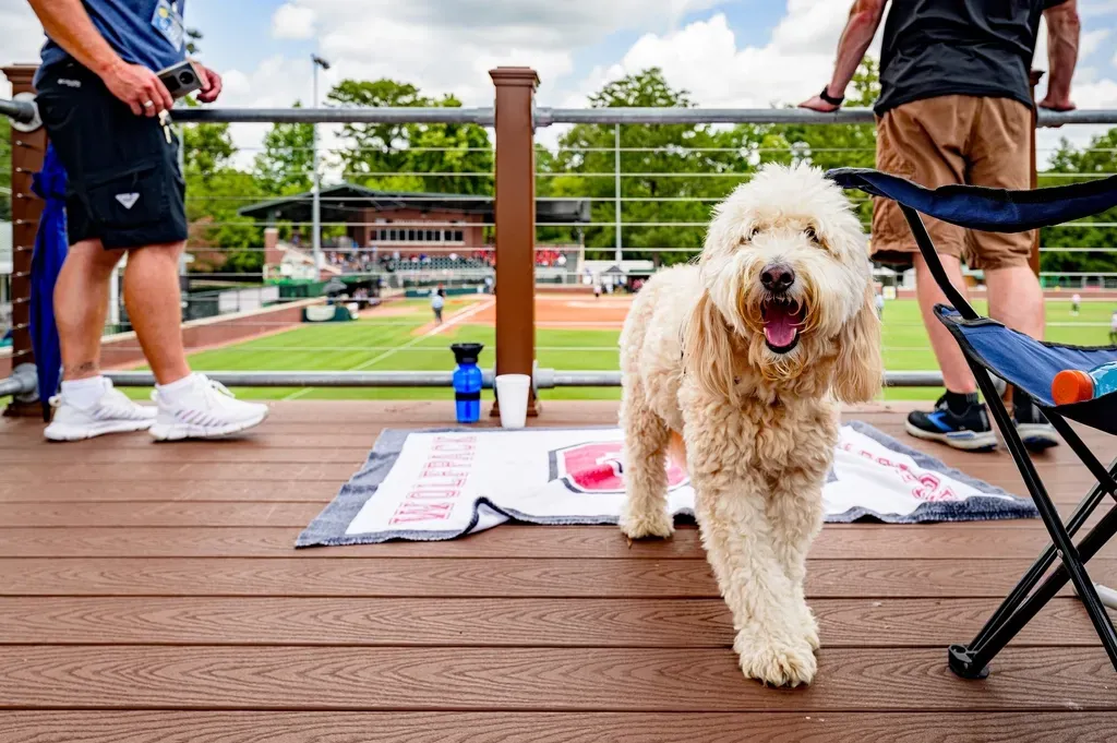 5. Goldendoodle: The Designer Dog Taking Over Dog Parks (Image Credits: Rawpixel)