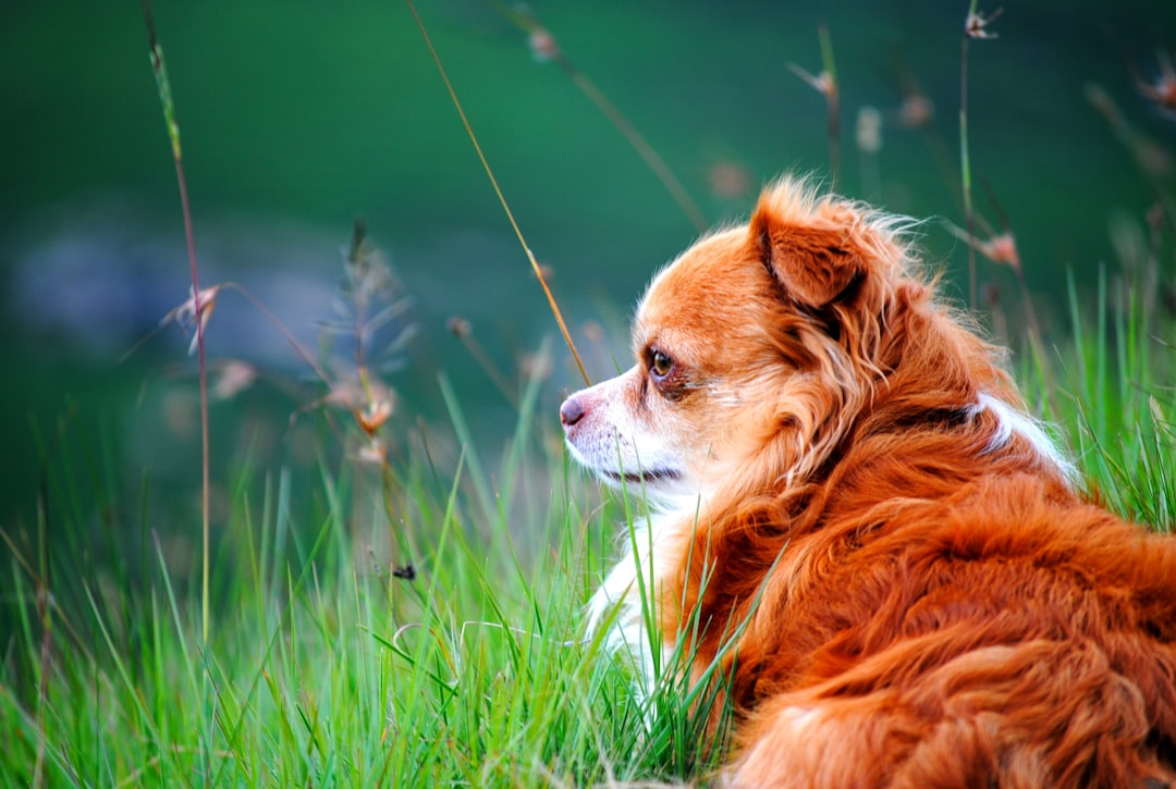 Conclusion: Your Dog's Cosmic Connection (Image Credits: Unsplash)