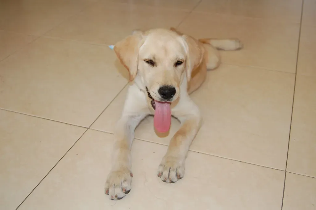 Labrador Retriever: The Friendly Problem Solver (Image Credits: Flickr)