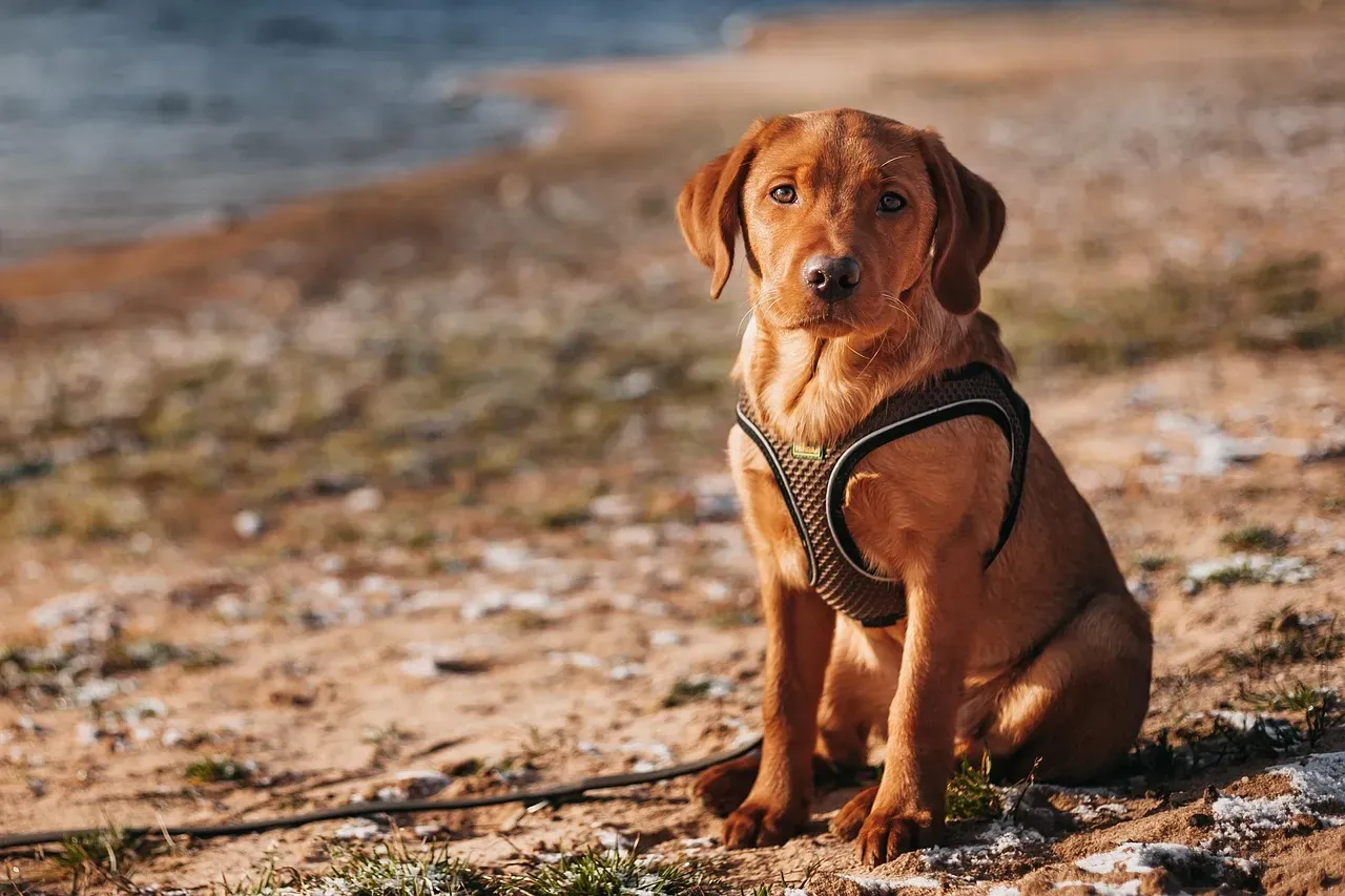 #7 - Whether the Harness or Collar Actually Fits (Most Don't) (Image Credits: Pixabay)