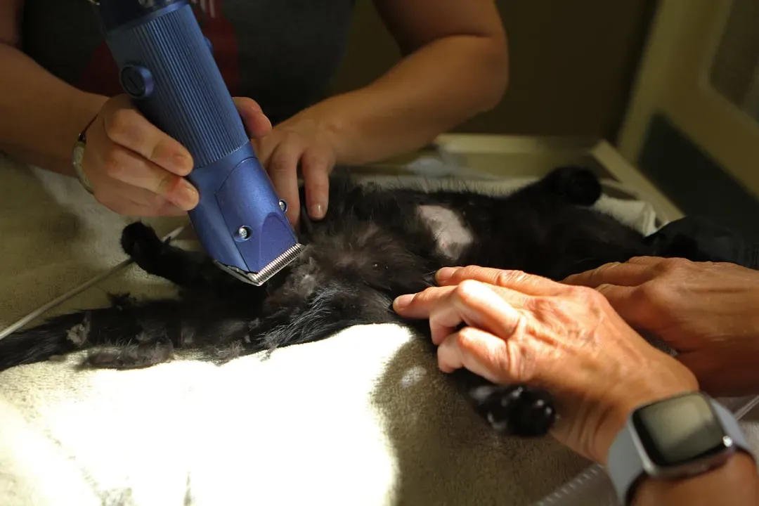 They Groom You With Gentle Licks (Image Credits: Unsplash)