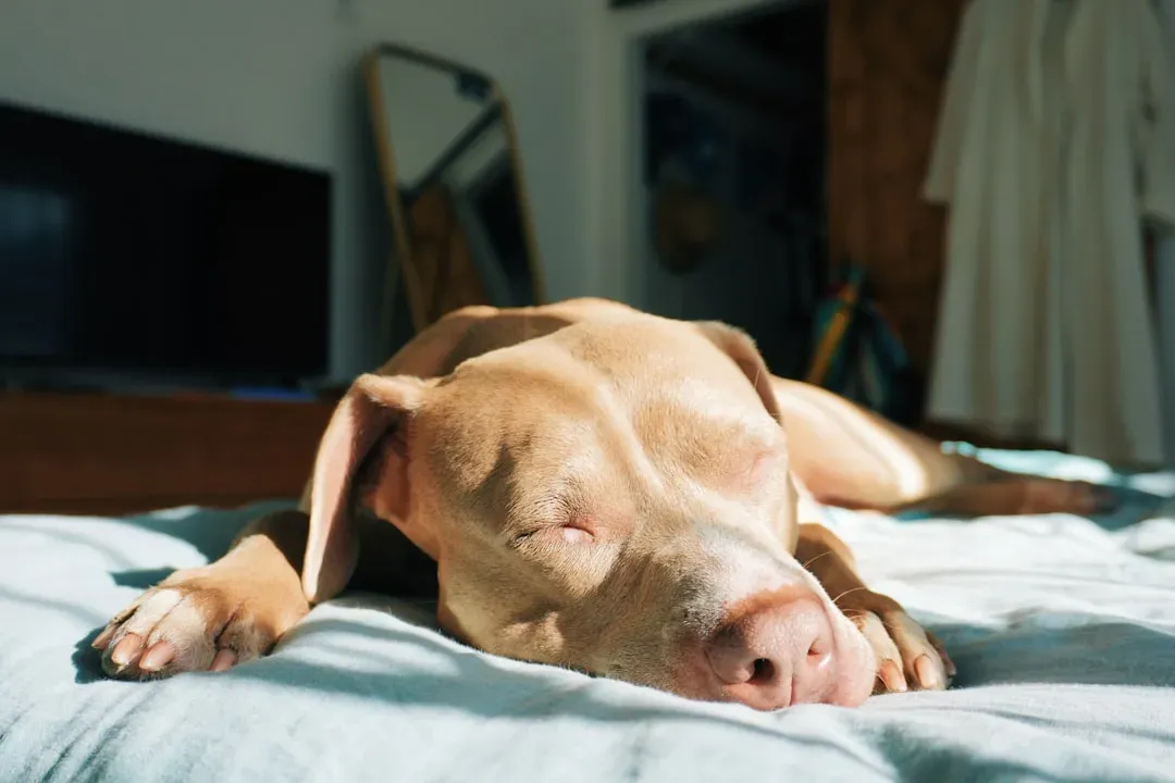 #8 – They Start Sleeping Like They Actually Feel Safe (Image Credits: Unsplash)