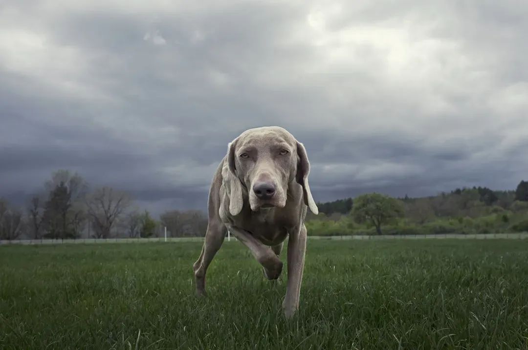 Weimaraner: The Velvety Shadow With Endless Energy (Image Credits: Unsplash)
