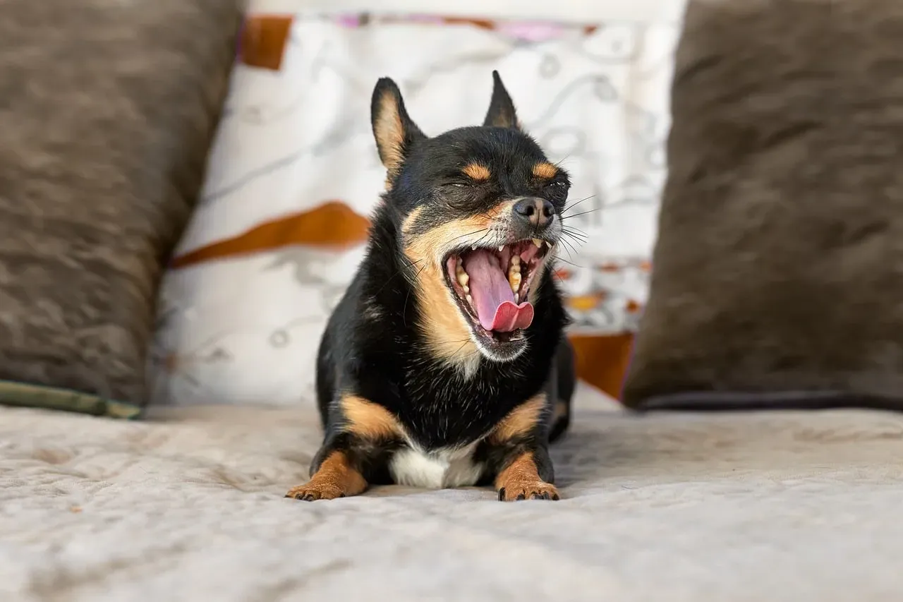 What Your Raised Voice Feels Like From Your Dog’s Perspective (Image Credits: Pixabay)