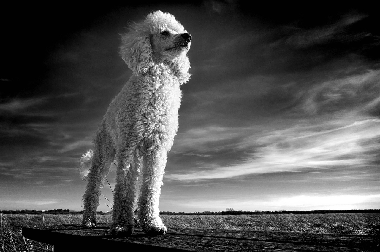 Poodles: The Theatrical Companions (Image Credits: Pixabay)