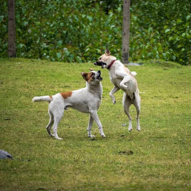 #14 - The Dog's Baseline Energy Discharge Pattern (Image Credits: Pexels)